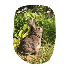 Rabbit Riko