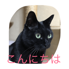 黒猫マーちゃん