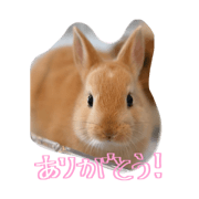 komkina