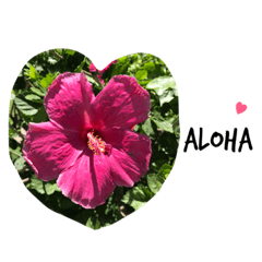 ALOHA Love from Hawaii