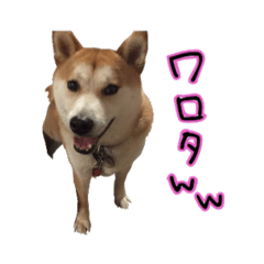 shibainu kota stamp