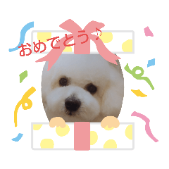 ふわふわ白い犬 ボロニーズ Line スタンプ Line Store