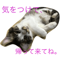 My family cat's.