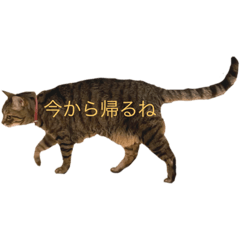 ayumi_20210614221559