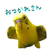 Budgerigars&Barred parakeet