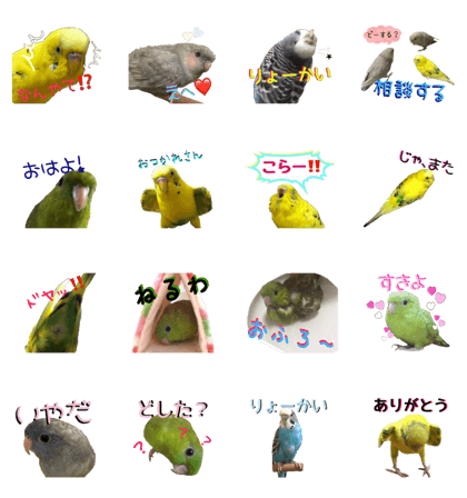 Budgerigars&Barred parakeet