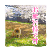 boss(Pekinese)2