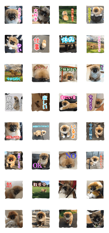 boss(Pekinese)2