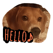 dog one's home