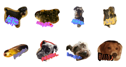 dog one's home