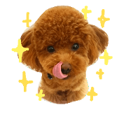 toypoodle tefa