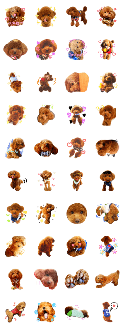 toypoodle tefa