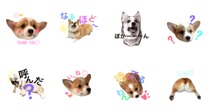 my dog "purin"sticker
