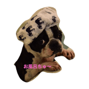 boston hana
