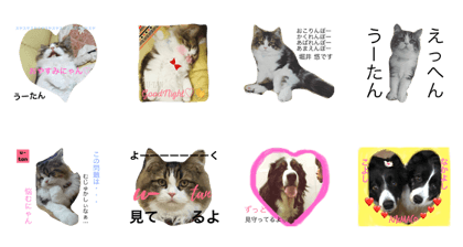 MY cute pets u-tan