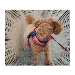 cocoa_20210615073131