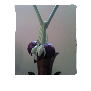 sumishou  flower