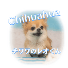 Leo-kun of Chihuahuas