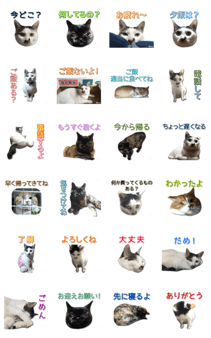 Cats photo stickers