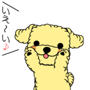 Everyday of poodle "Milk chan"