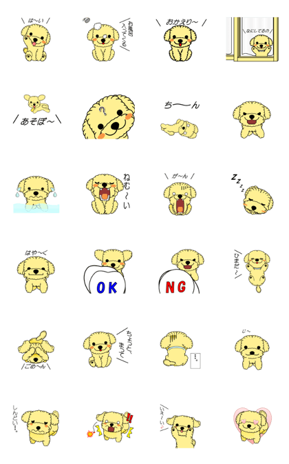 Everyday of poodle "Milk chan"