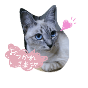 sweet cat "marron" day-to-day
