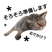 I am a cat. My name is Chin.