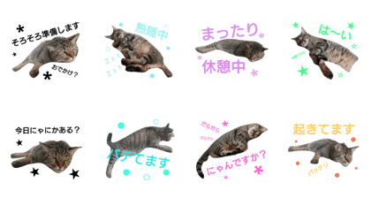 I am a cat. My name is Chin.