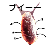 bread cockroach