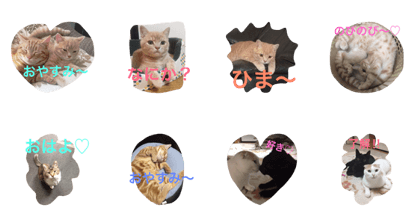 cat.cat.gonta