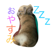rabbit maron