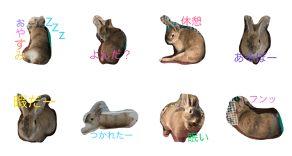 rabbit maron