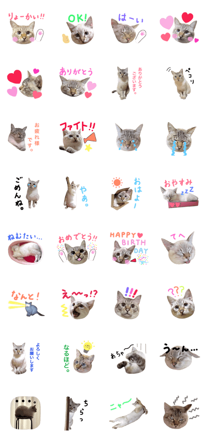 family cat " moco "