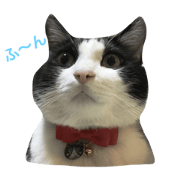 Mr. Sasuke of a HACHIWARE cat