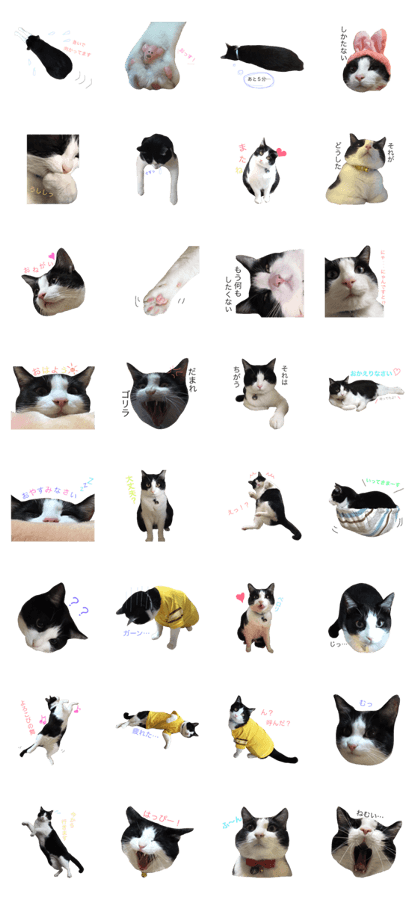 Mr. Sasuke of a HACHIWARE cat