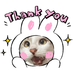 小心心要吃罐罐2