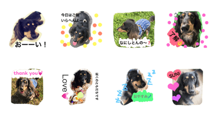 SUNI