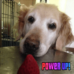 Golden Retriever Miu