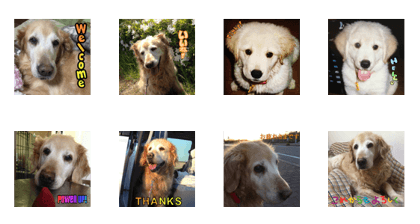 Golden Retriever Miu