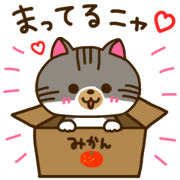 brown tabby and white cat Riki