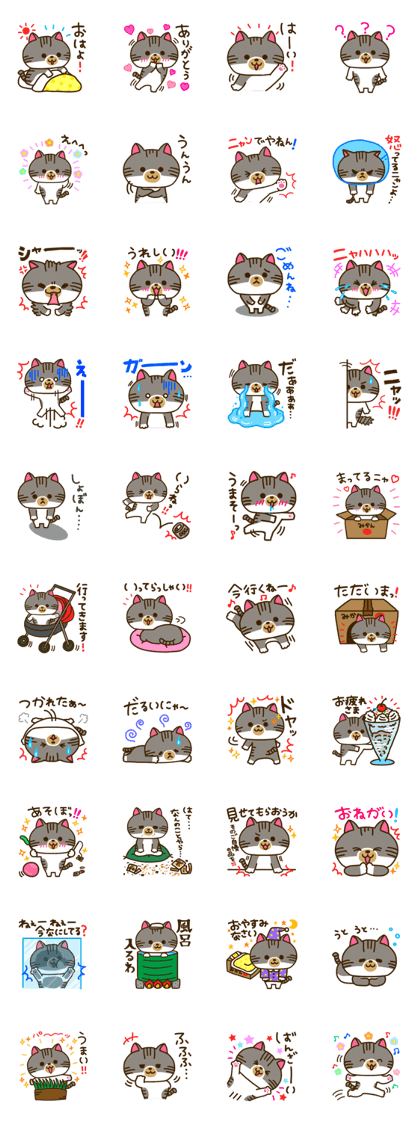 brown tabby and white cat Riki