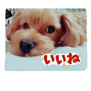 My dog Curin