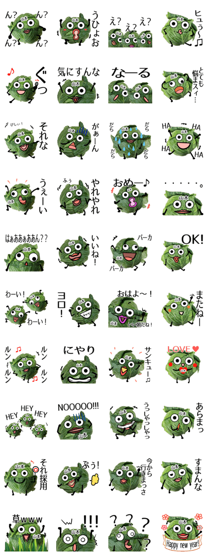 Yamamoto cabbage