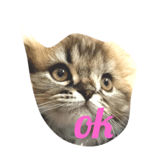 ルーイthekitty