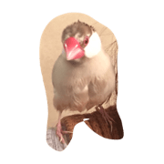 happy paddybird