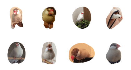 happy paddybird