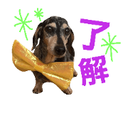 Miniature Dachshund Daichan