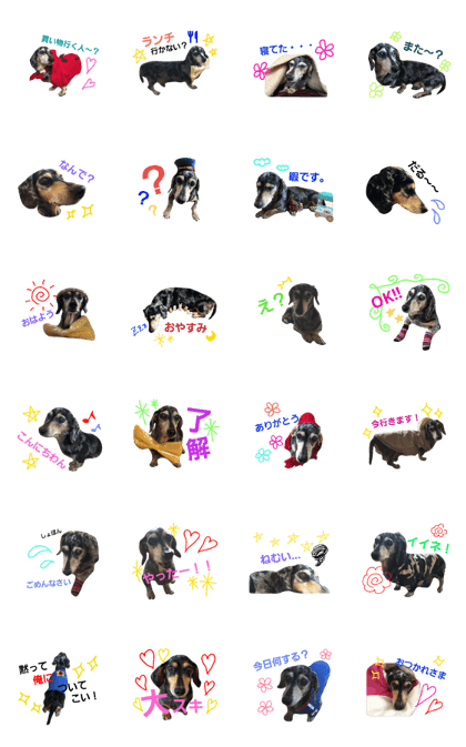 Miniature Dachshund Daichan