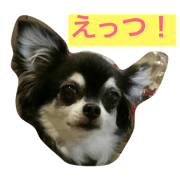 Stamp of cute dogs