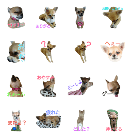 I really love chihuahua 2.